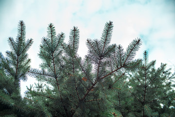Spruce branches on a sky background