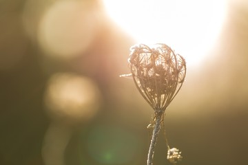 Close up of rime on plants.