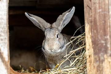 Серый кролик ест сухую траву