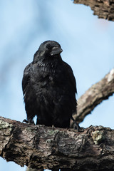 Carrion Crow, Crow, Corvus Corone
