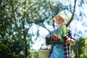 Senior man holding crate of fresh vegetables in garden
