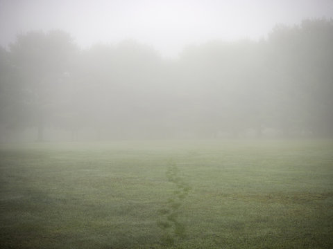 footprints across grass on foggy day
