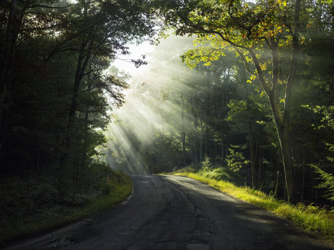 View of empty road in forest with sunlight coming through trees