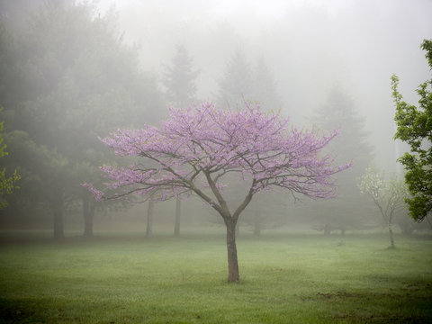 Tree with blossom, in mist