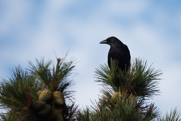 Carrion Crow, Crow, Corvus Corone