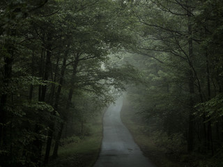 Road through misty forest