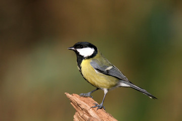 Naklejka premium Kohlmeise