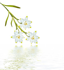 Fototapeta na wymiar spring flowers snowdrops isolated on white background.