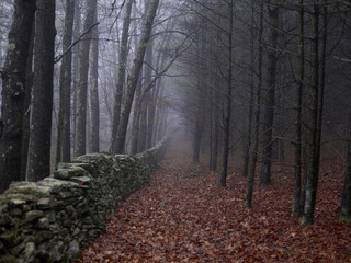 Misty view of bare trees by a dry stone wall in a bed of leaves