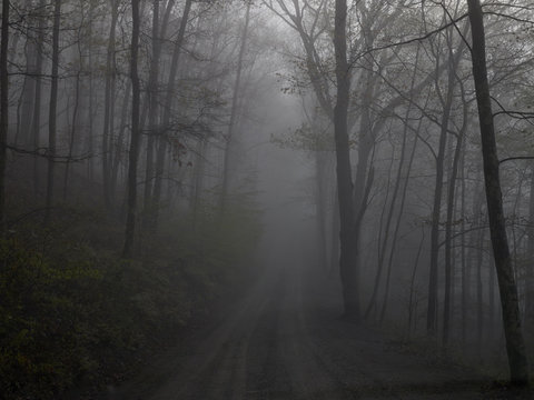  Foggy view of forest road