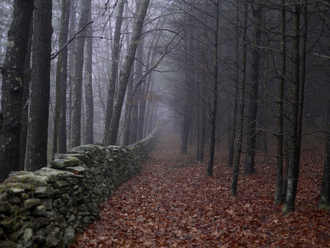 Misty view of bare trees by a dry stone wall in a bed of leaves