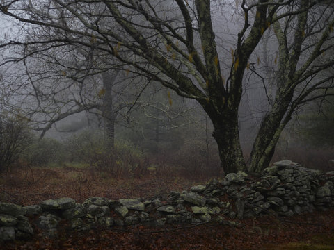 Winter tree by dry stone wall in fog
