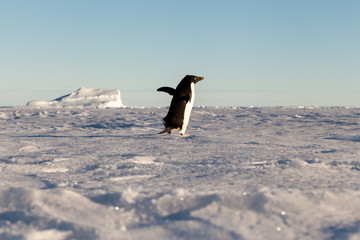 Running Adelie penguin