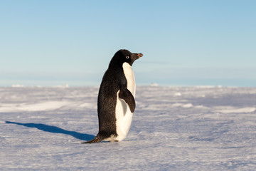 Side view of lone Adelie penguin