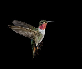 Broad-tailed Hummingbird male