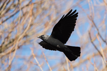 Western Jackdaw, Corvus monedula