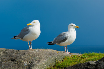 Zwei weiße Möwen an der Küste von Irland
