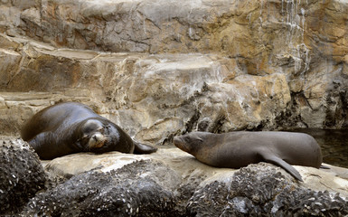 Sea lions basking on the rocks