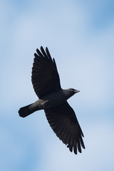 Western Jackdaw, Corvus monedula