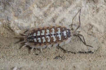 Oniscidae Oniscidea Armadillidium vulgare, terrestrial crustacean over sand, In its habitat of humidity and darkness