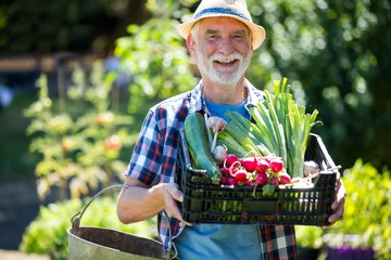 Senior man holding crate of fresh vegetables in garden