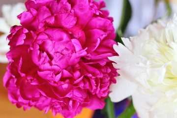 red and white peonies