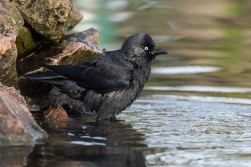Western Jackdaw, Corvus monedula