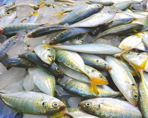Group of mackerel fish with ice for sell at market
