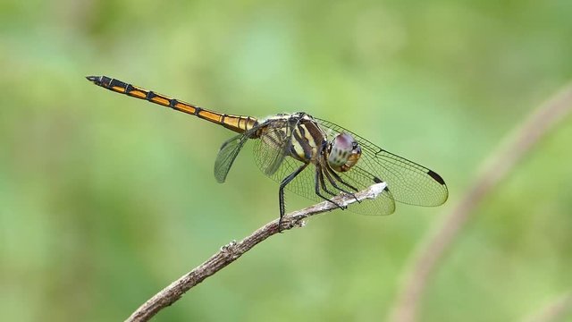 Dragonfly on branch in tropical rain forest.