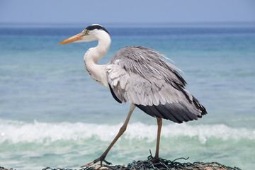 Reiher vor tropischem Meer