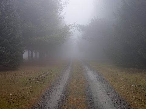 Pathway through trees, in mist