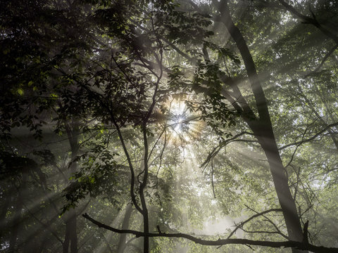 Low angle view of sunlight shining through trees in forest