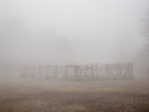 Field and paddock in fog, Delaware, United States of America 