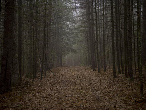 Trees and pathway on foggy day 