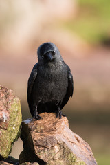 Western Jackdaw, Corvus monedula