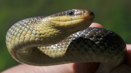 Große Äskulapnatter in der Hand, Neckartal, Hessen, Deutschland