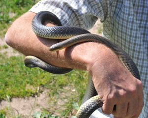 Große Äskulapnatter in der Hand, Neckartal, Hessen, Deutschland