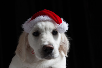 Golden retriever puppy with a Santa hat against a black background