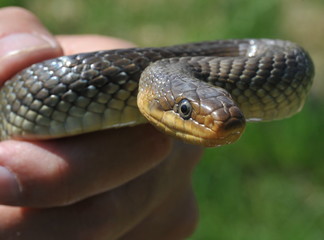 Große Äskulapnatter in der Hand, Neckartal, Hessen, Deutschland