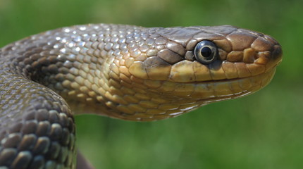 Große Äskulapnatter im Gras, Neckartal, Hessen, Deutschland