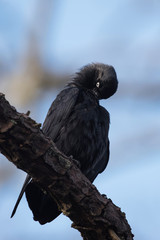 Western Jackdaw, Corvus monedula