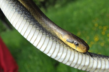 Große Äskulapnatter in der Hand, Neckartal, Hessen, Deutschland