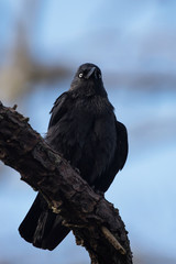 Western Jackdaw, Corvus monedula