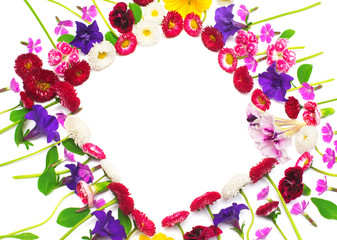 Flowers carnations, marguerite, petunias, daisies