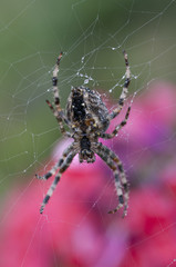 Orb-Weaving Spider  Working on Web