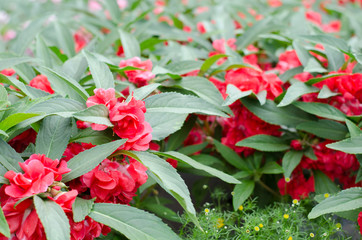 Red Garden Balsam, Impatiens Balsamina Linn flower in garden