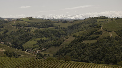 Fototapeta na wymiar Piedmont, Italy: vineyards panoramas with alps in the distance