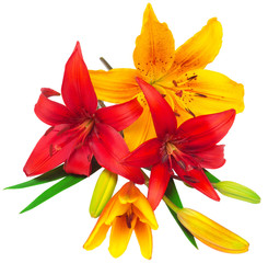 Bouquet of Lilies red and yellow flowers isolated on white backg