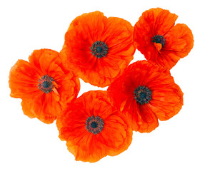 Flowers poppies isolated on a white background. Flat lay, top vi