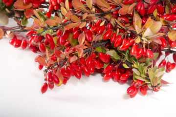 Barberry twigs of red berries on a white background.
Ripe fruit of barberry in autumn.